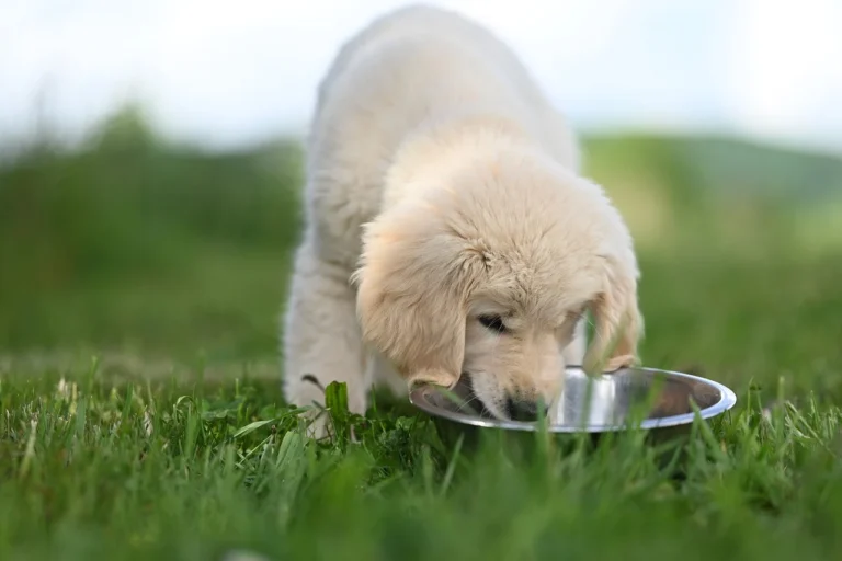 How to Feed a New Puppy on a Budget