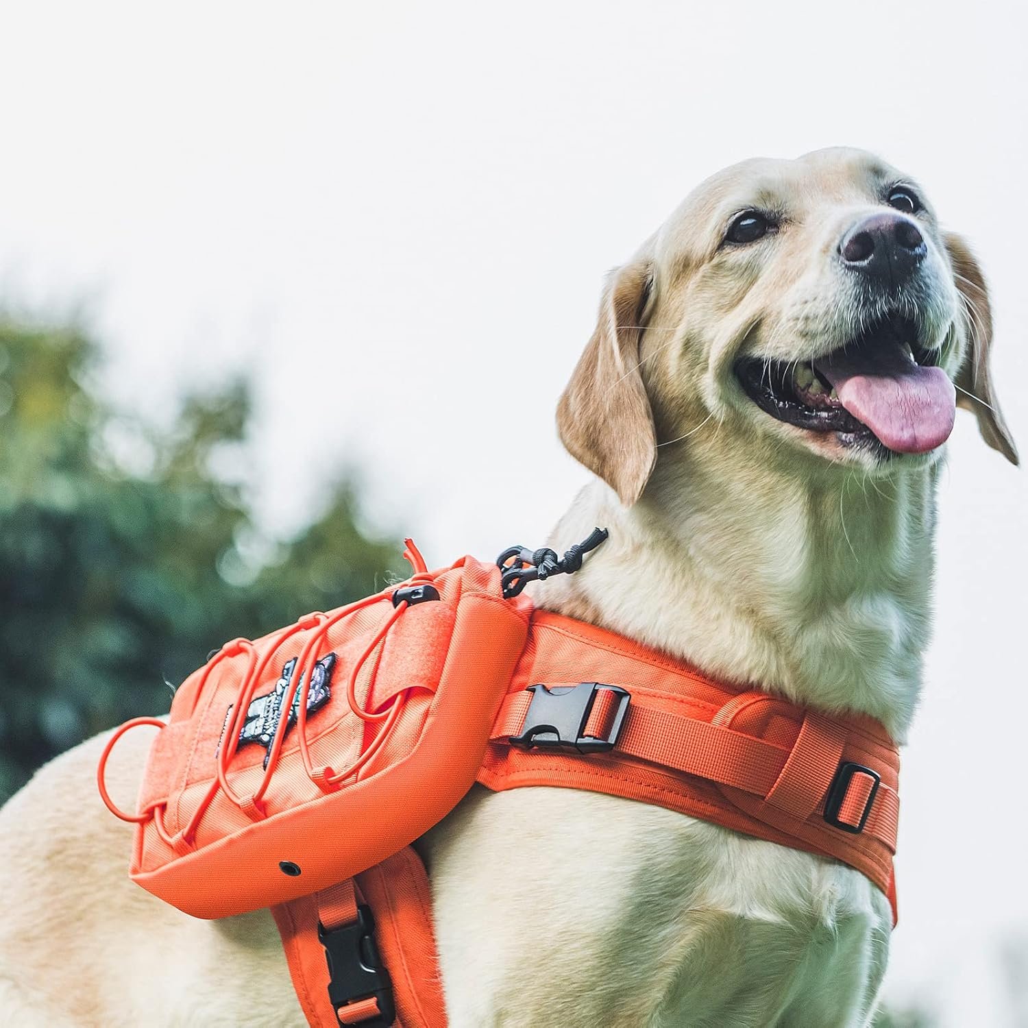 Best Dog Hiking Backpack – $48 Pack That Lets Your Dog Carry Their Own Gear