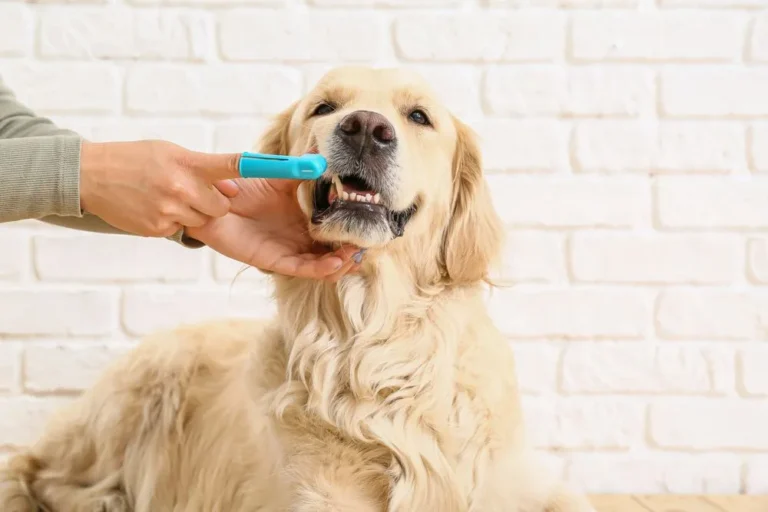 Preventive Care Guide For Dogs: Complete Schedule, Habits & Checklist to Avoid Vet Bills